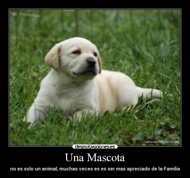 Una Mascota -