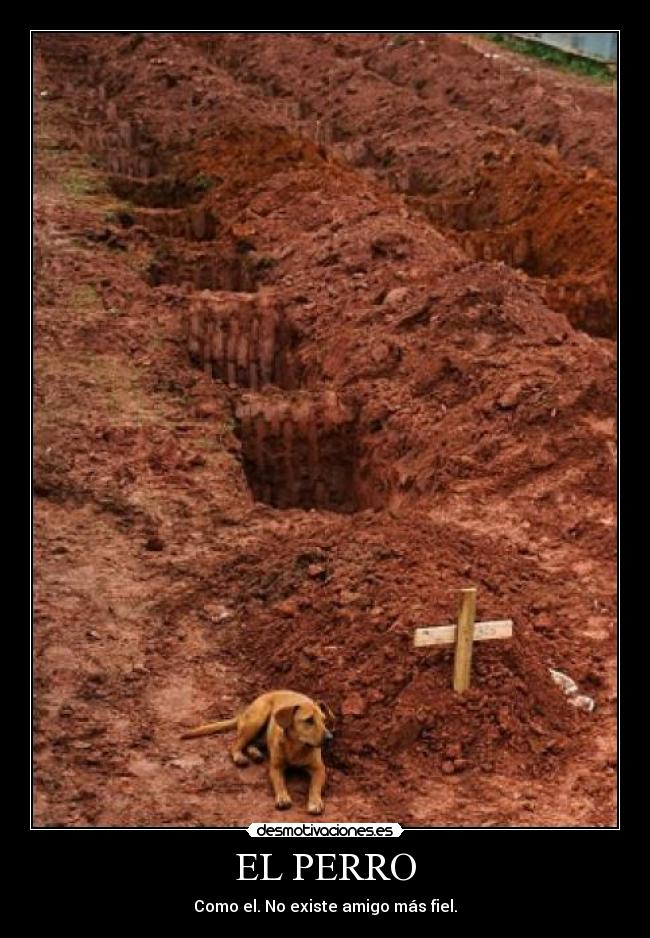 EL PERRO -