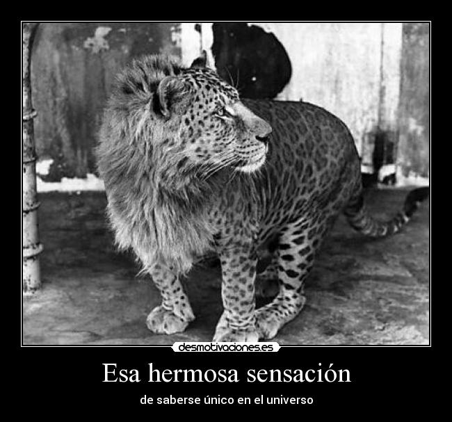 carteles hermosa criatura desmotivaciones