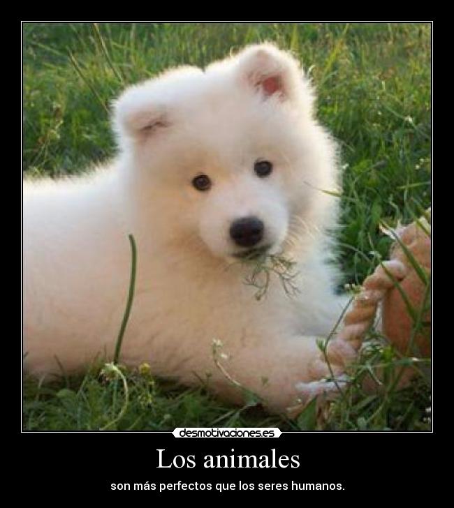 Los animales -