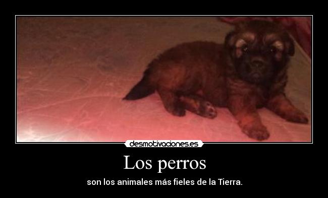 Los perros -