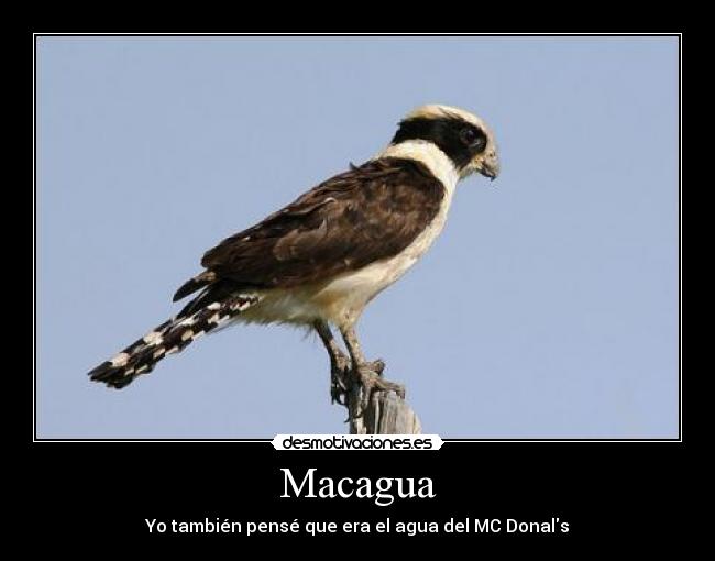 Macagua - Yo también pensé que era el agua del MC Donals