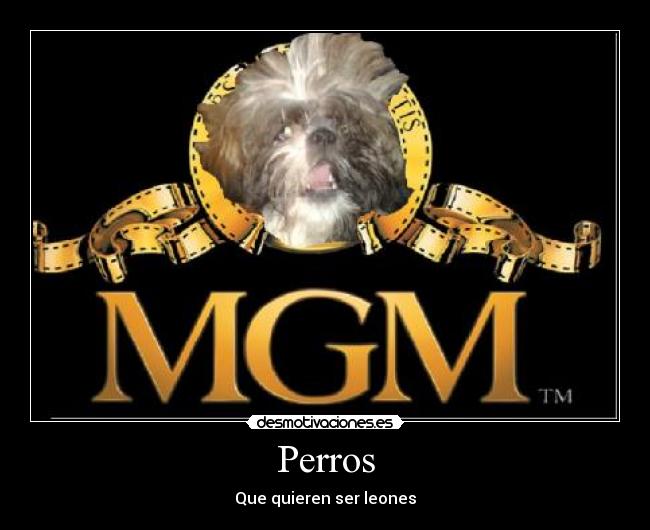 Perros - Que quieren ser leones
