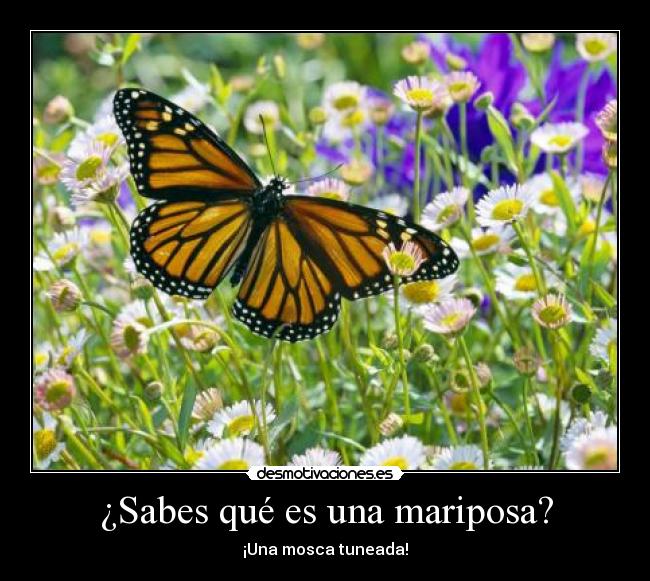 ¿Sabes qué es una mariposa? - 