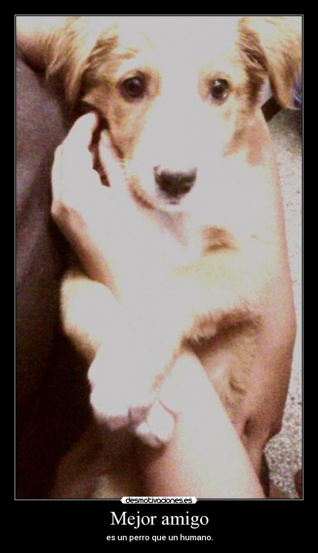 Mejor amigo - es un perro que un humano.