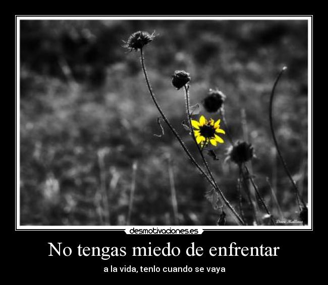 No tengas miedo de enfrentar - a la vida, tenlo cuando se vaya