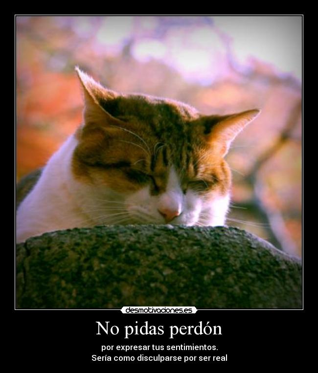 No pidas perdón -