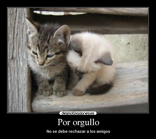 carteles gato intruders crazyclub clanreyleon desmotivaciones