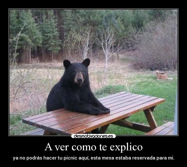 carteles oso picnic gracioso funny desmotivaciones