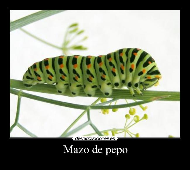 Mazo de pepo - 