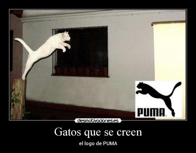 Gatos que se creen - 