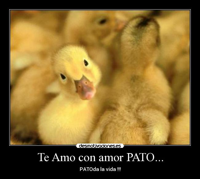 Te Amo con amor PATO... - 