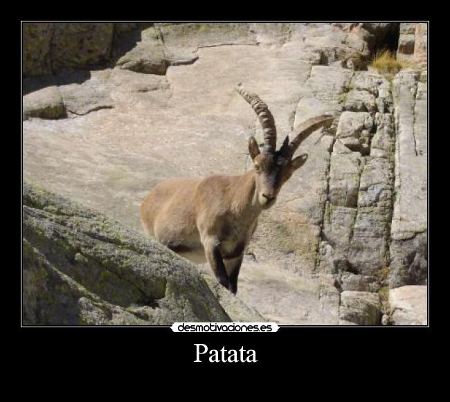 Patata - 