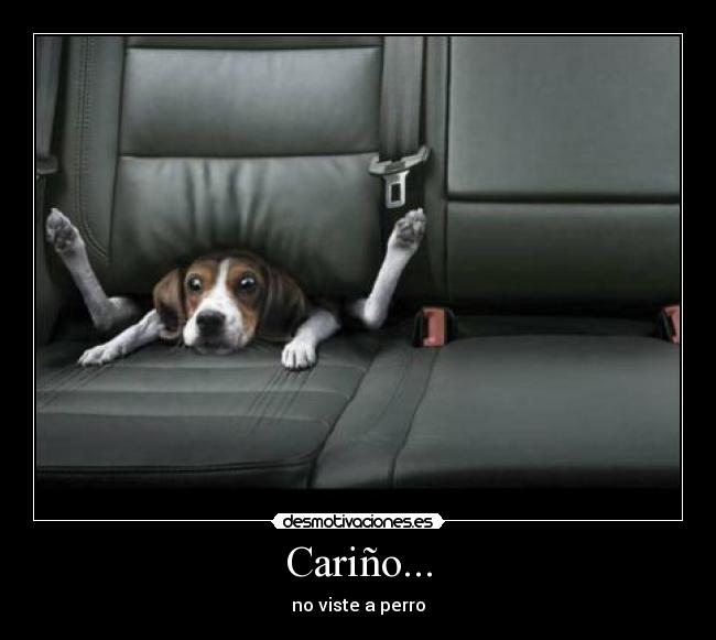 Cariño... - no viste a perro