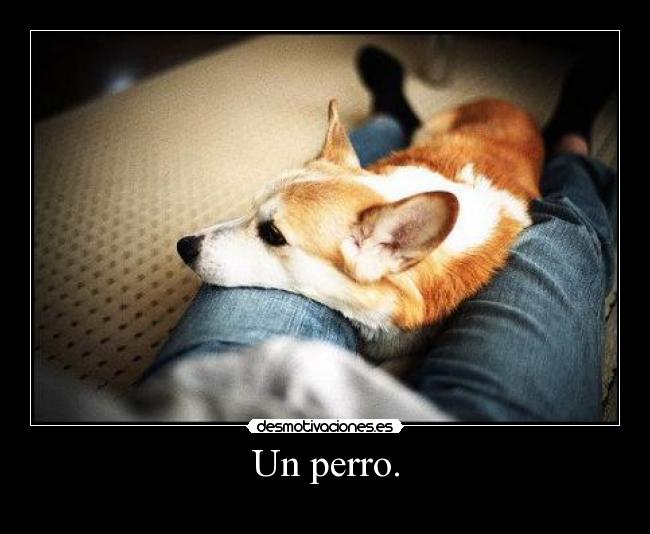 Un perro. -