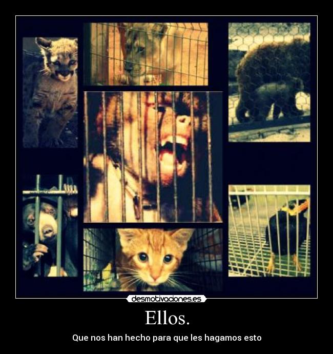 Ellos. -