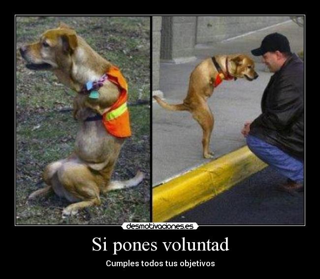 Si pones voluntad - Cumples todos tus objetivos