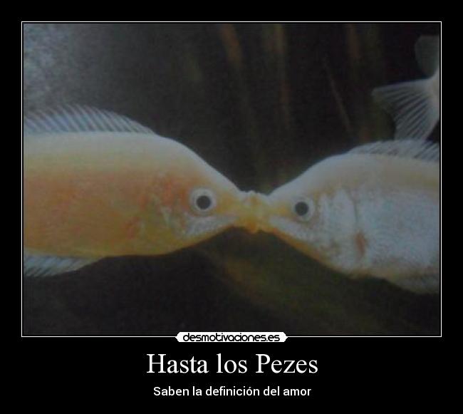 Hasta los Pezes - Saben la definición del amor