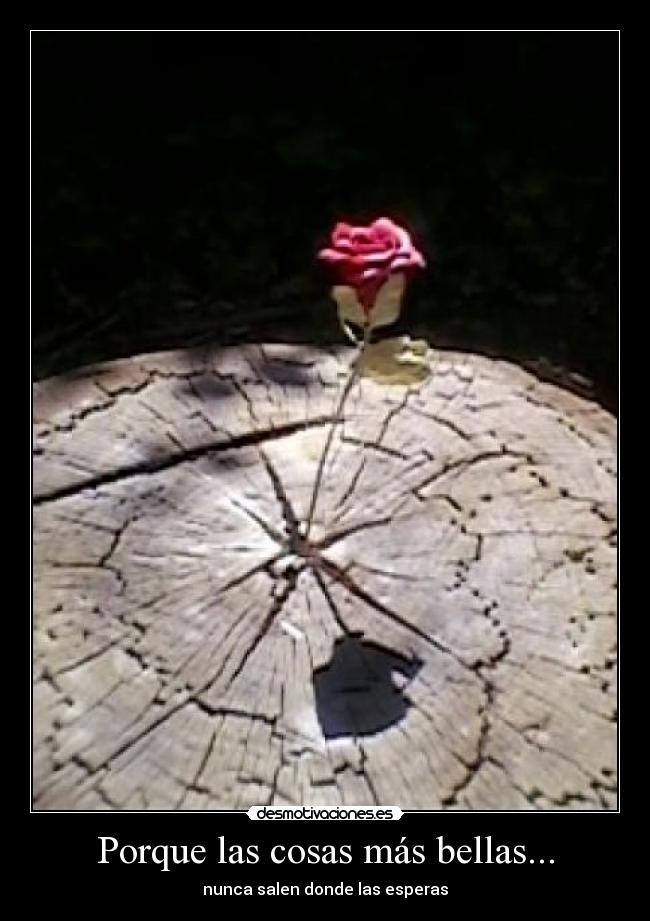 Porque las cosas más bellas... -