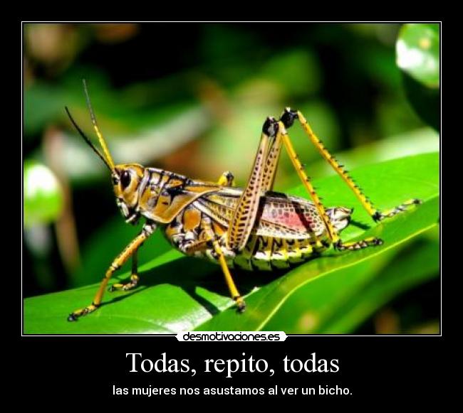 Todas, repito, todas - las mujeres nos asustamos al ver un bicho.