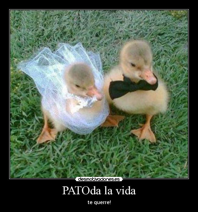 PATOda la vida - 