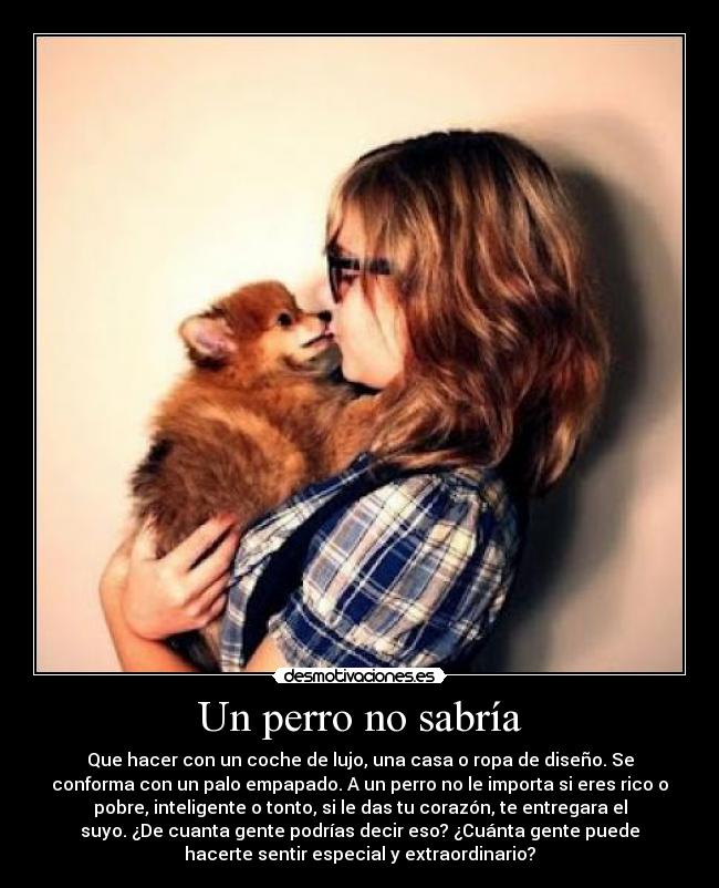 Un perro no sabría - Que hacer con un coche de lujo, una casa o ropa de diseño. Se
conforma con un palo empapado. A un perro no le importa si eres rico o
pobre, inteligente o tonto, si le das tu corazón, te entregara el
suyo. ¿De cuanta gente podrías decir eso? ¿Cuánta gente puede
hacerte sentir especial y extraordinario?