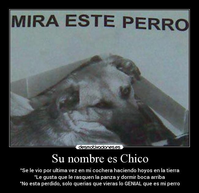 Su nombre es Chico - °Se le vio por ultima vez en mi cochera haciendo hoyos en la tierra
°Le gusta que le rasquen la panza y dormir boca arriba
°No esta perdido, solo querias que vieras lo GENIAL que es mi perro