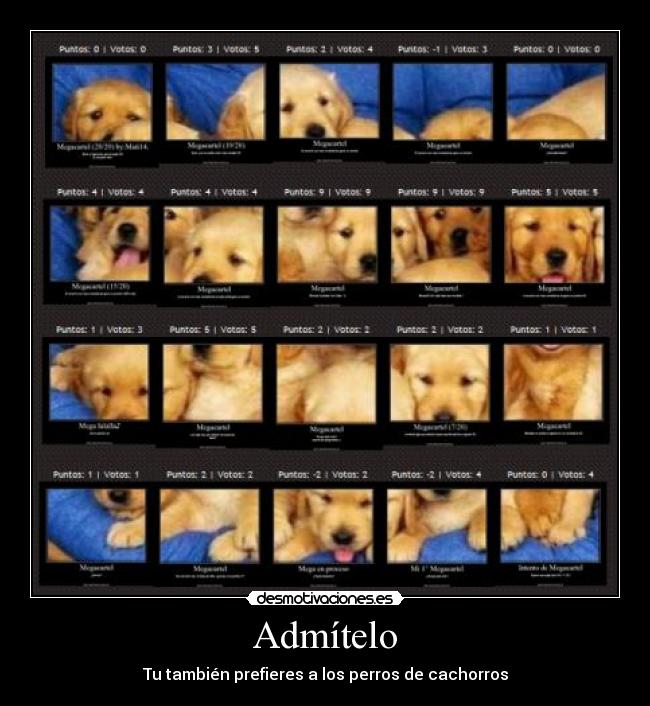 Admítelo - Tu también prefieres a los perros de cachorros