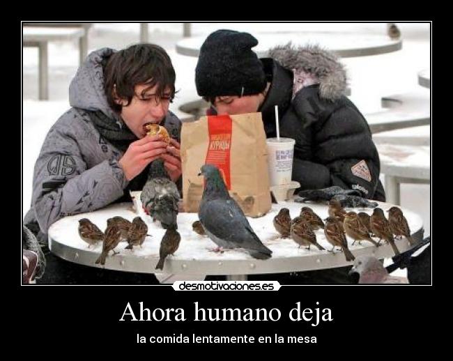 Ahora humano deja - la comida lentamente en la mesa