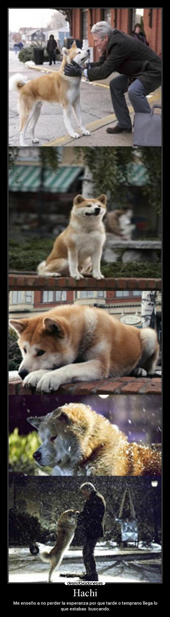 Hachi - 