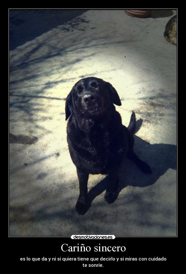 Cariño sincero - es lo que da y ni si quiera tiene que decirlo y si miras con cuidado te sonríe.