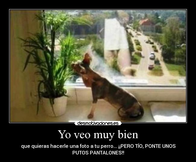 Yo veo muy bien - que quieras hacerle una foto a tu perro... ¡¡PERO TÍO, PONTE UNOS
PUTOS PANTALONES!!