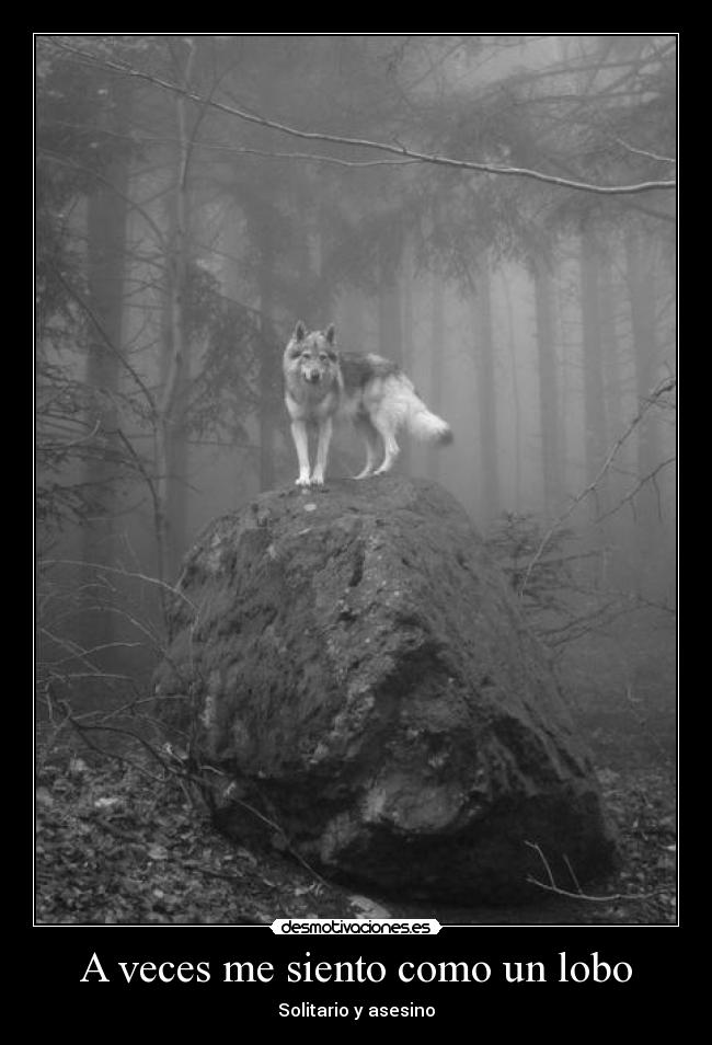 A veces me siento como un lobo - Solitario y asesino