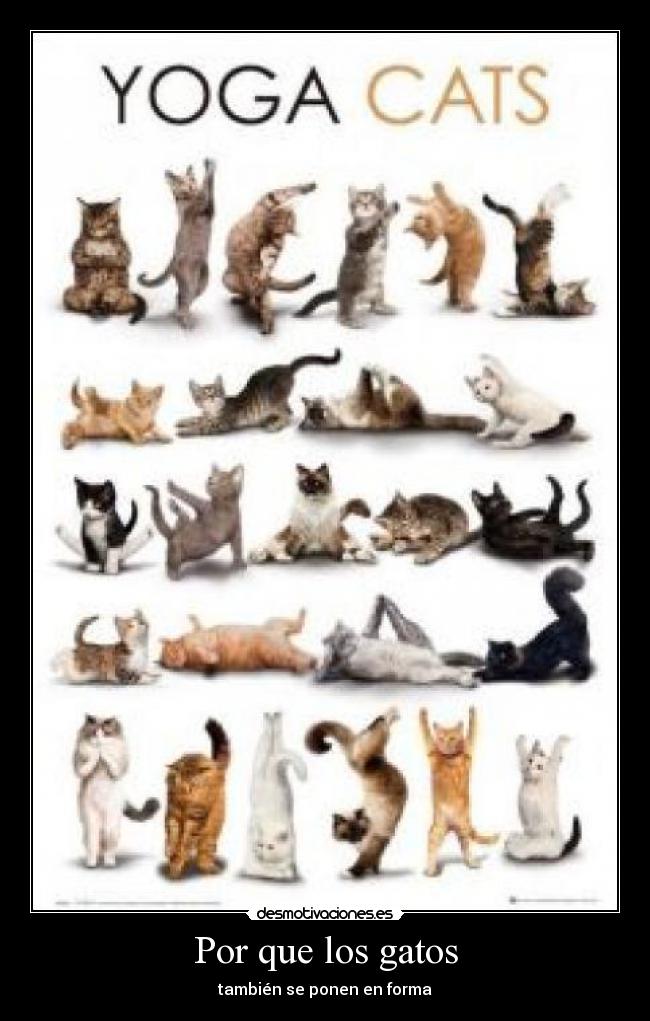Por que los gatos - también se ponen en forma