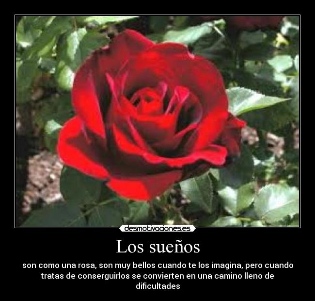 Los sueños - son como una rosa, son muy bellos cuando te los imagina, pero cuando
tratas de conserguirlos se convierten en una camino lleno de
dificultades