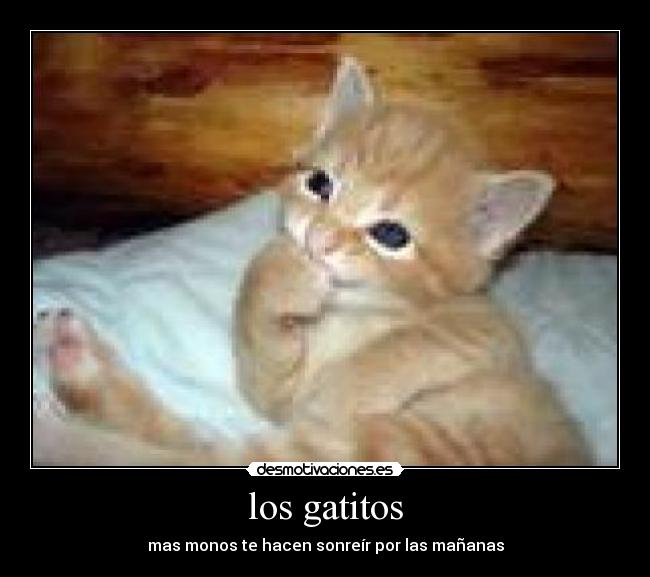 los gatitos -