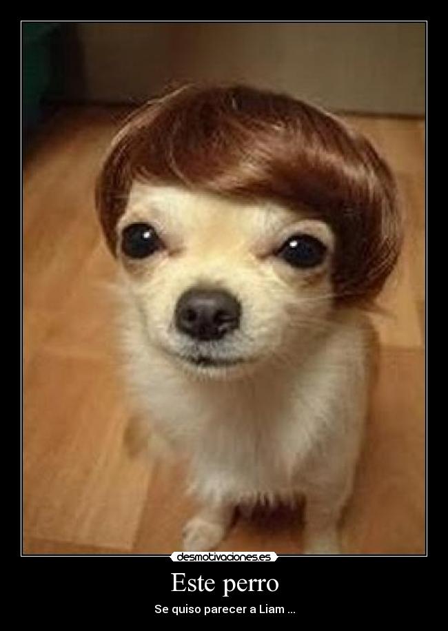 Este perro -
