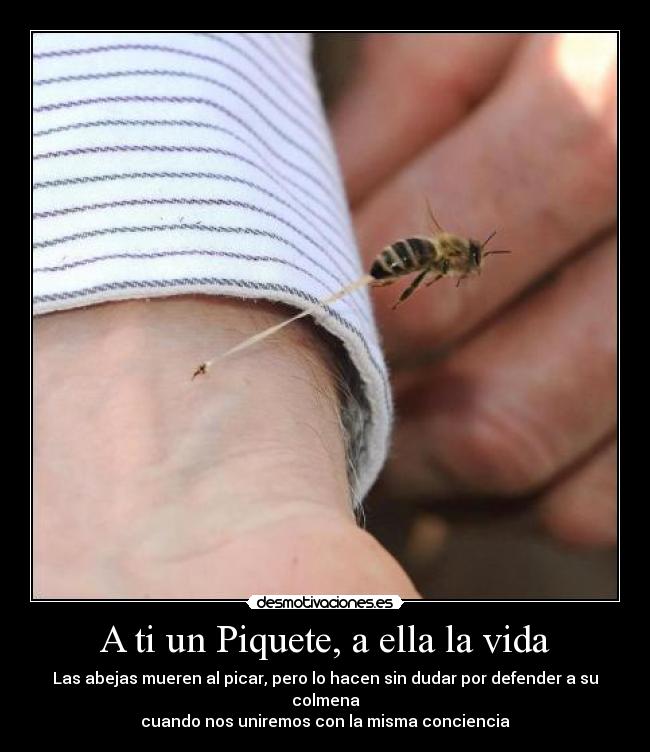 A ti un Piquete, a ella la vida - Las abejas mueren al picar, pero lo hacen sin dudar por defender a su colmena
cuando nos uniremos con la misma conciencia