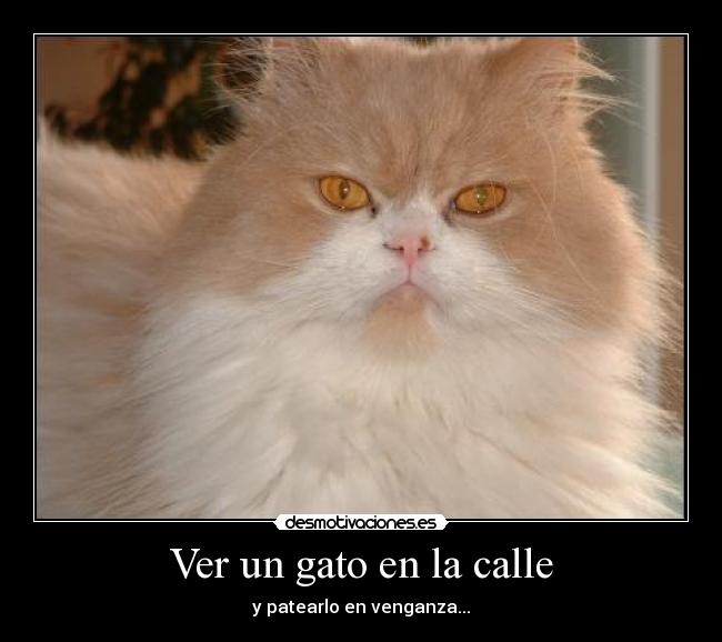 Ver un gato en la calle - 