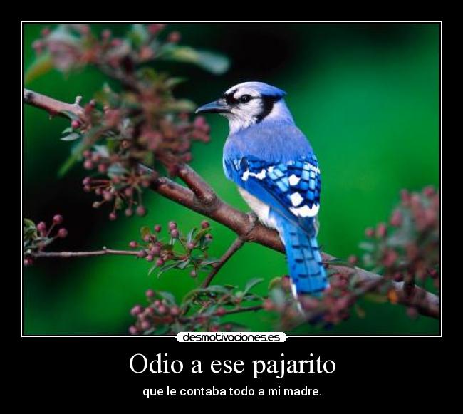 Odio a ese pajarito -