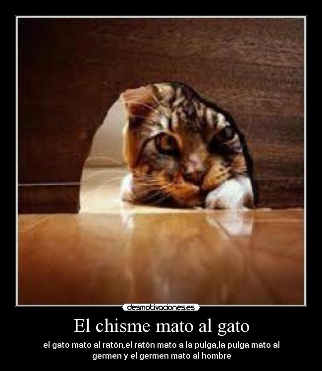 El chisme mato al gato -