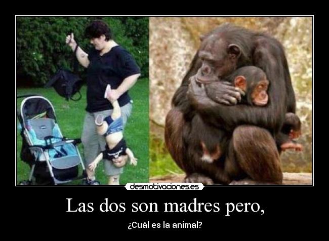 carteles amira desmotivaciones