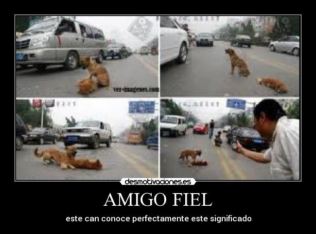 carteles amigo fiel desmotivaciones