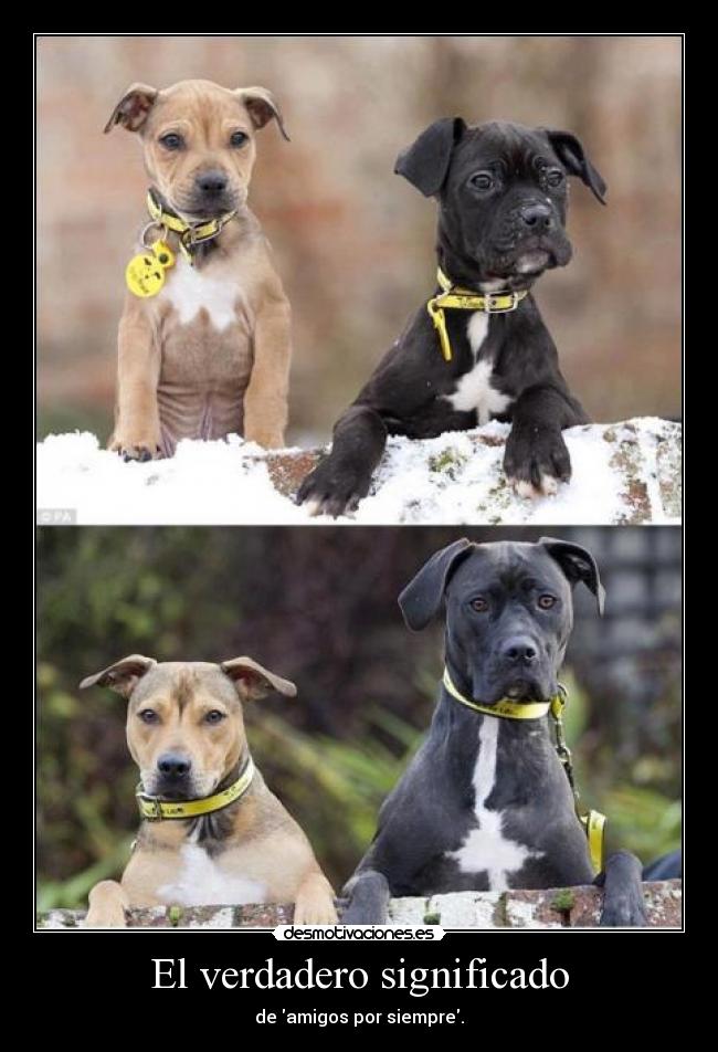 El verdadero significado - de amigos por siempre.