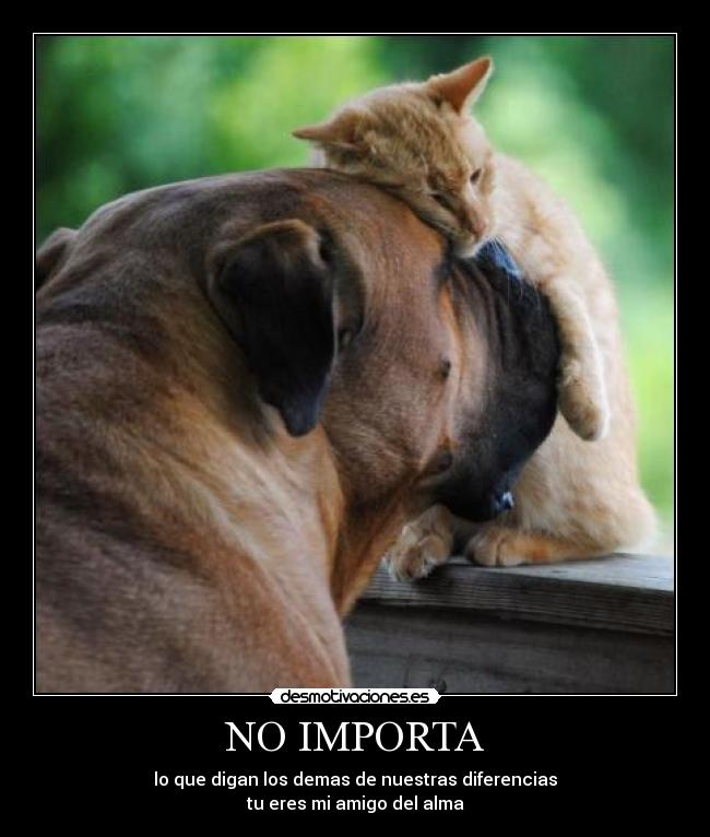 NO IMPORTA - lo que digan los demas de nuestras diferencias
tu eres mi amigo del alma