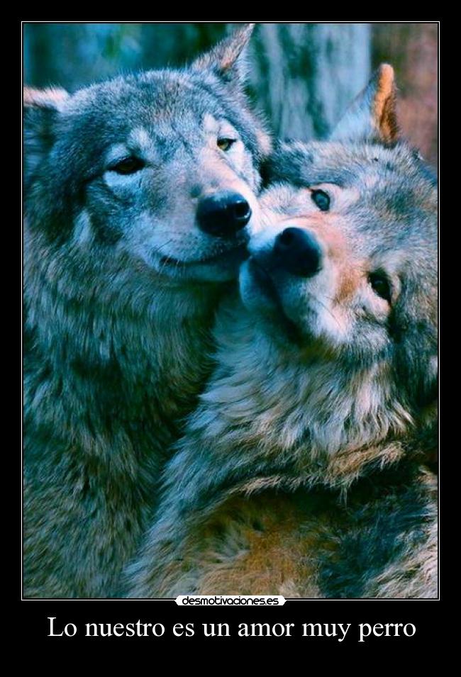 Lo nuestro es un amor muy perro -