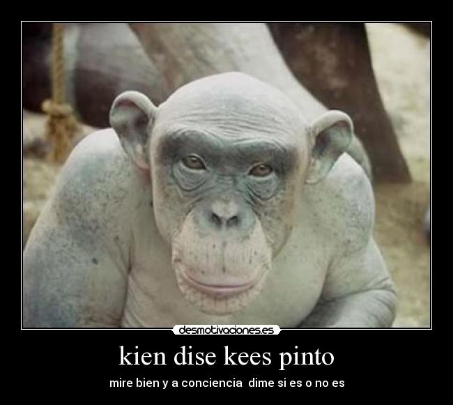 kien dise kees pinto - mire bien y a conciencia dime si es o no es