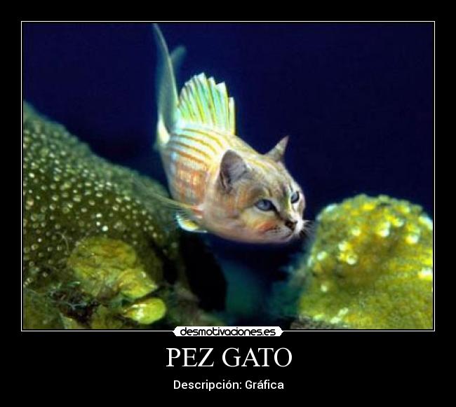 PEZ GATO - Descripción: Gráfica
