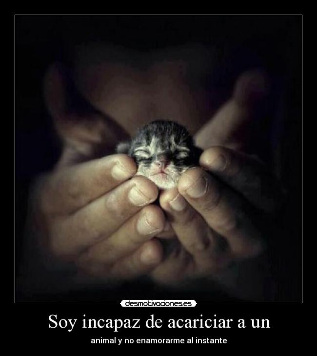 Soy incapaz de acariciar a un -