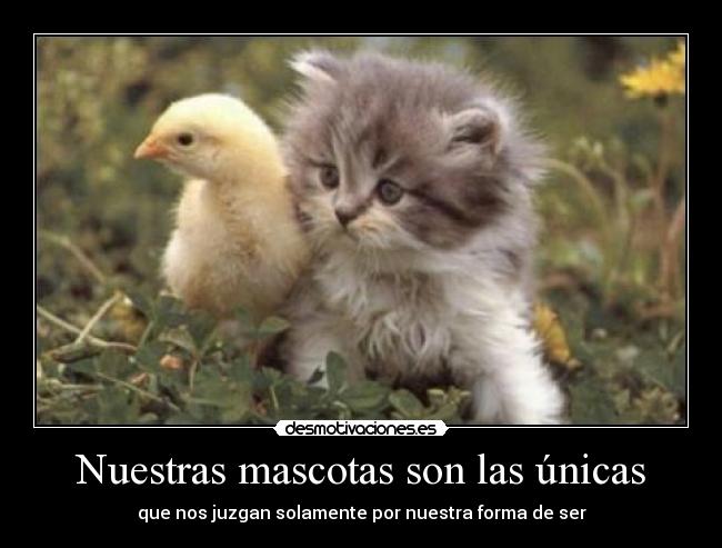 Nuestras mascotas son las únicas -
